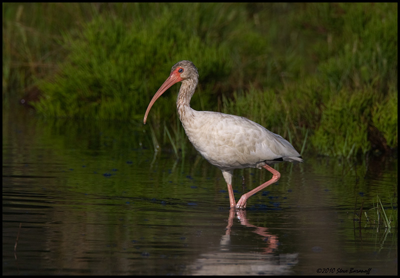 _0SB6970 white ibis.jpg